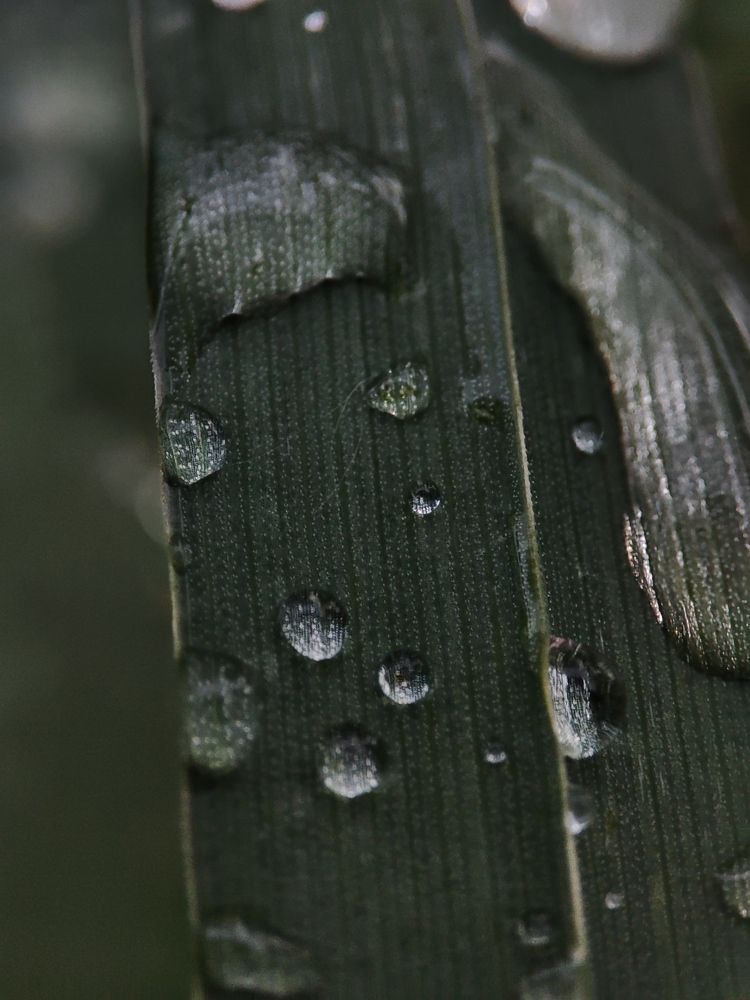 Photograph by DARIA DEMINA