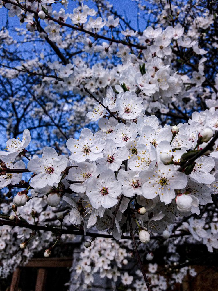 Фотография автора Оля Алехнович