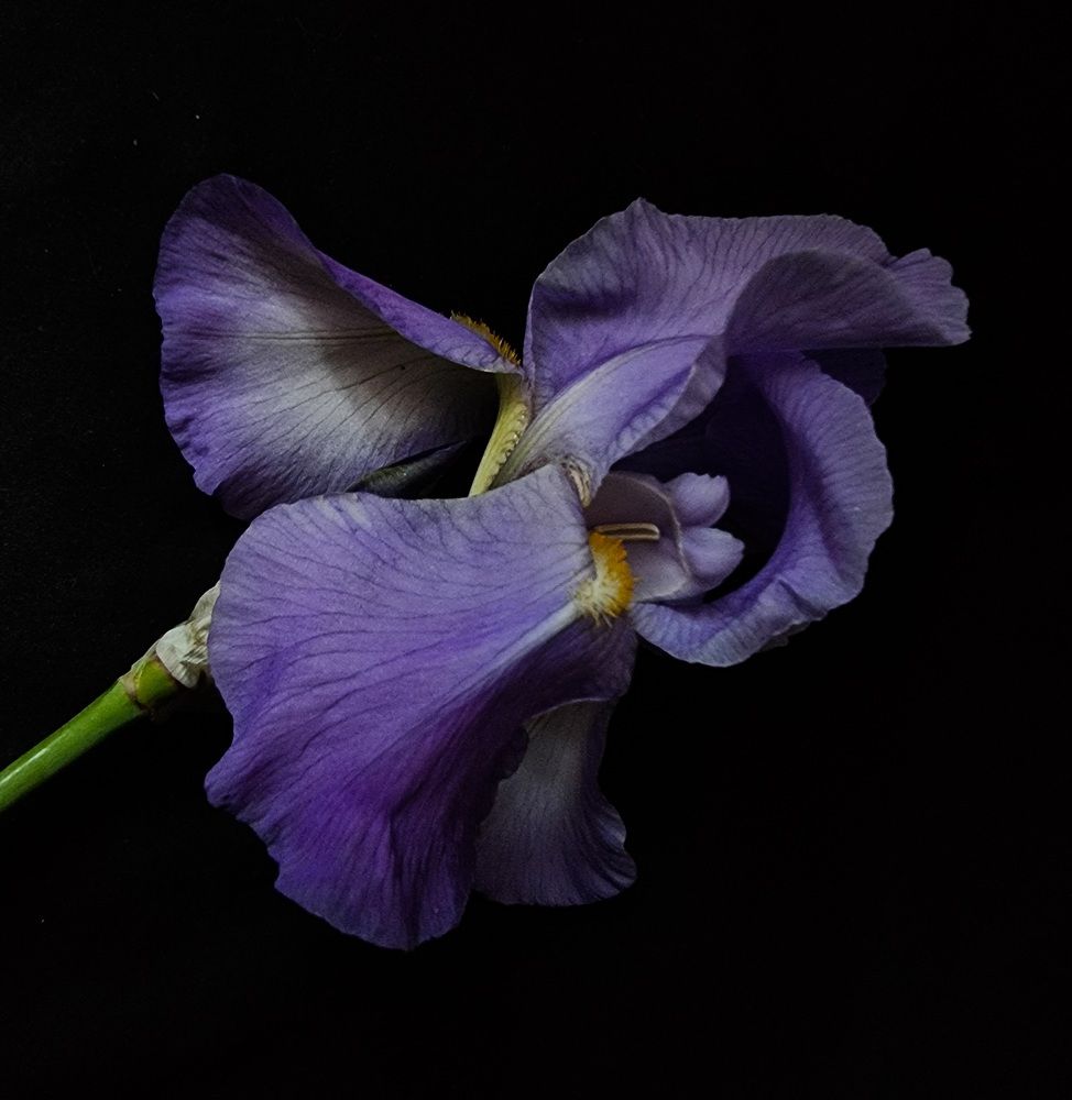 Iris from England.