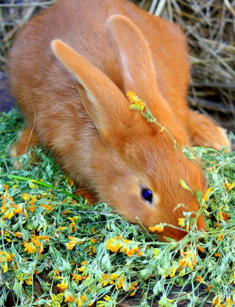 Photograph by Ольга Павлова