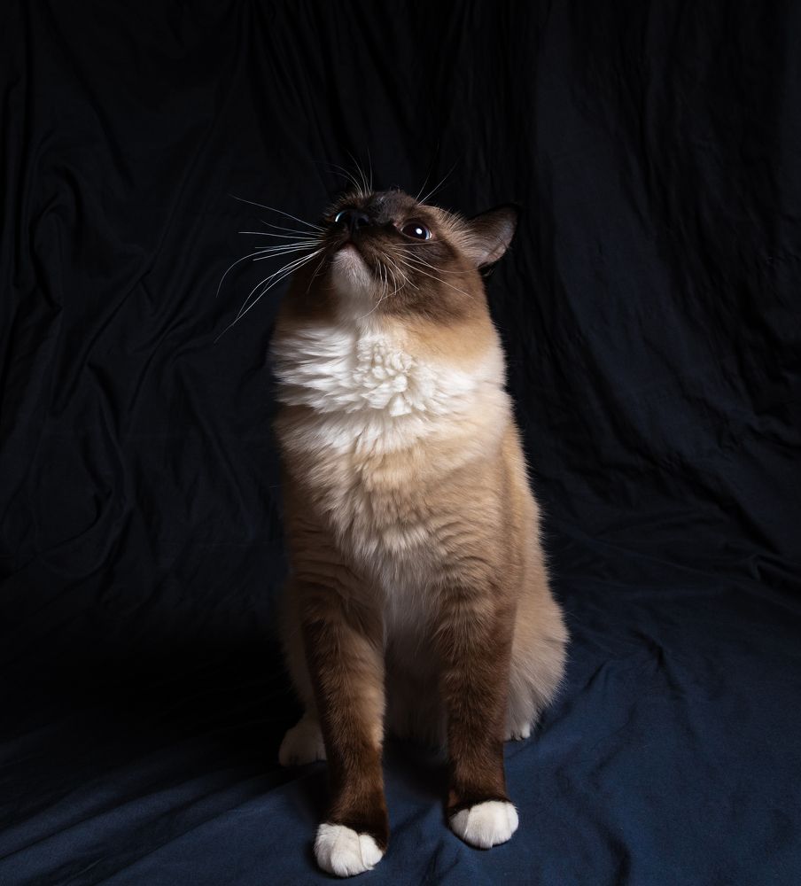 Попрошайка