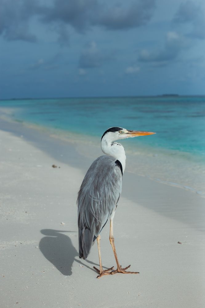 Аист на Мальдивах