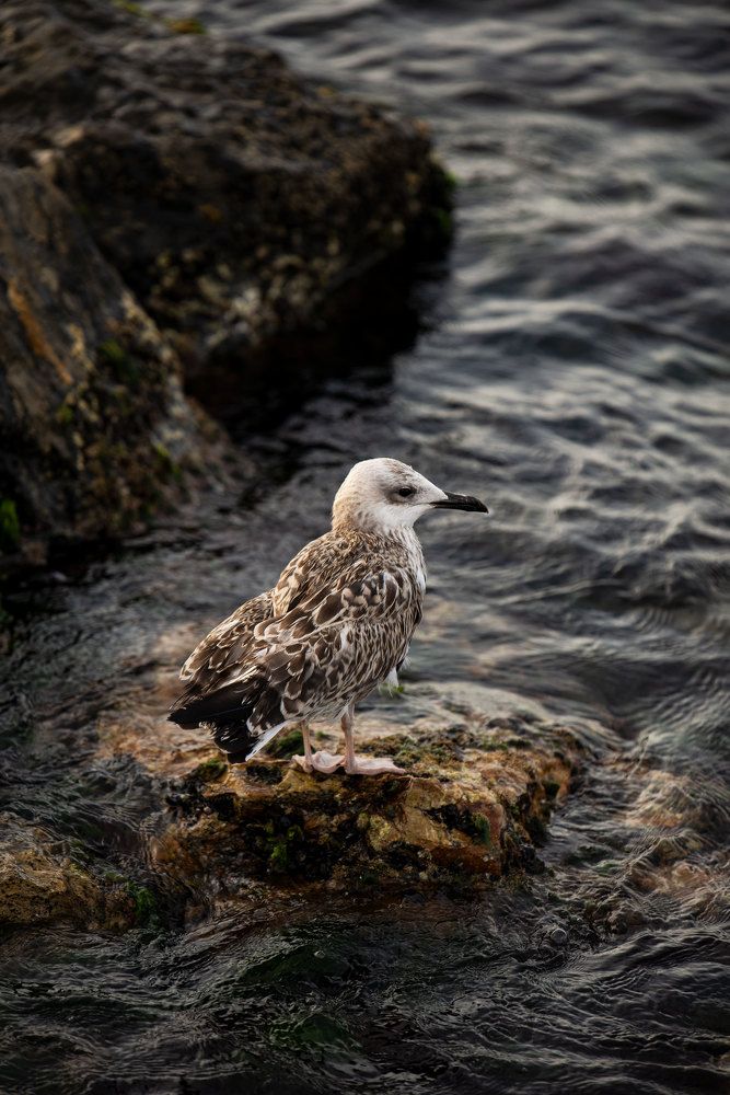 Фотография автора Анна Абрамова