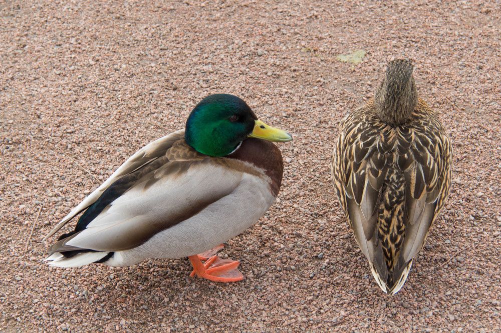 Photograph by Евгения Журавлёва