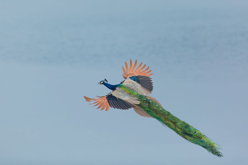 Photograph by Vinod C L