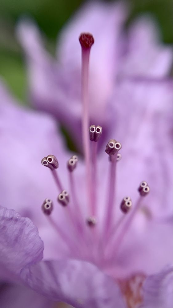 Photograph by Inna Etuvgi