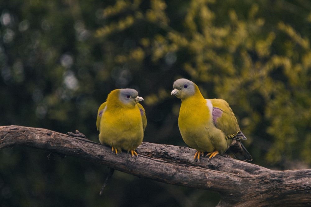 Yellow footed green pigeon