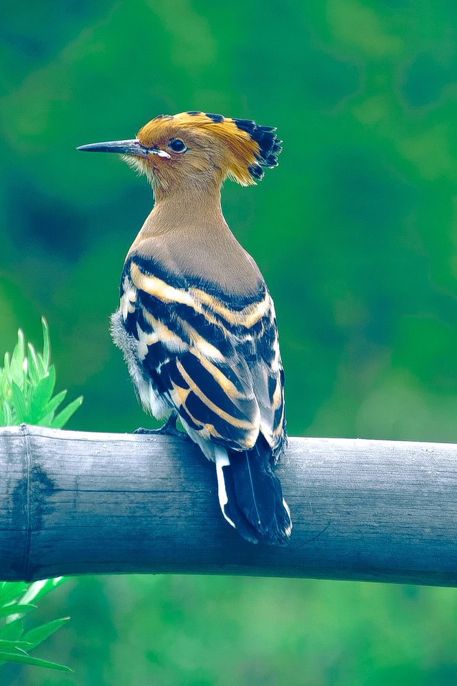 Bhutan Hoopoe