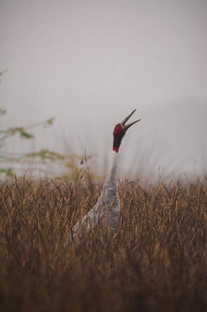 Indian Sarus Crane