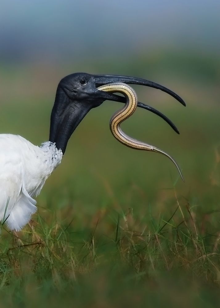 Ibis with long tongue