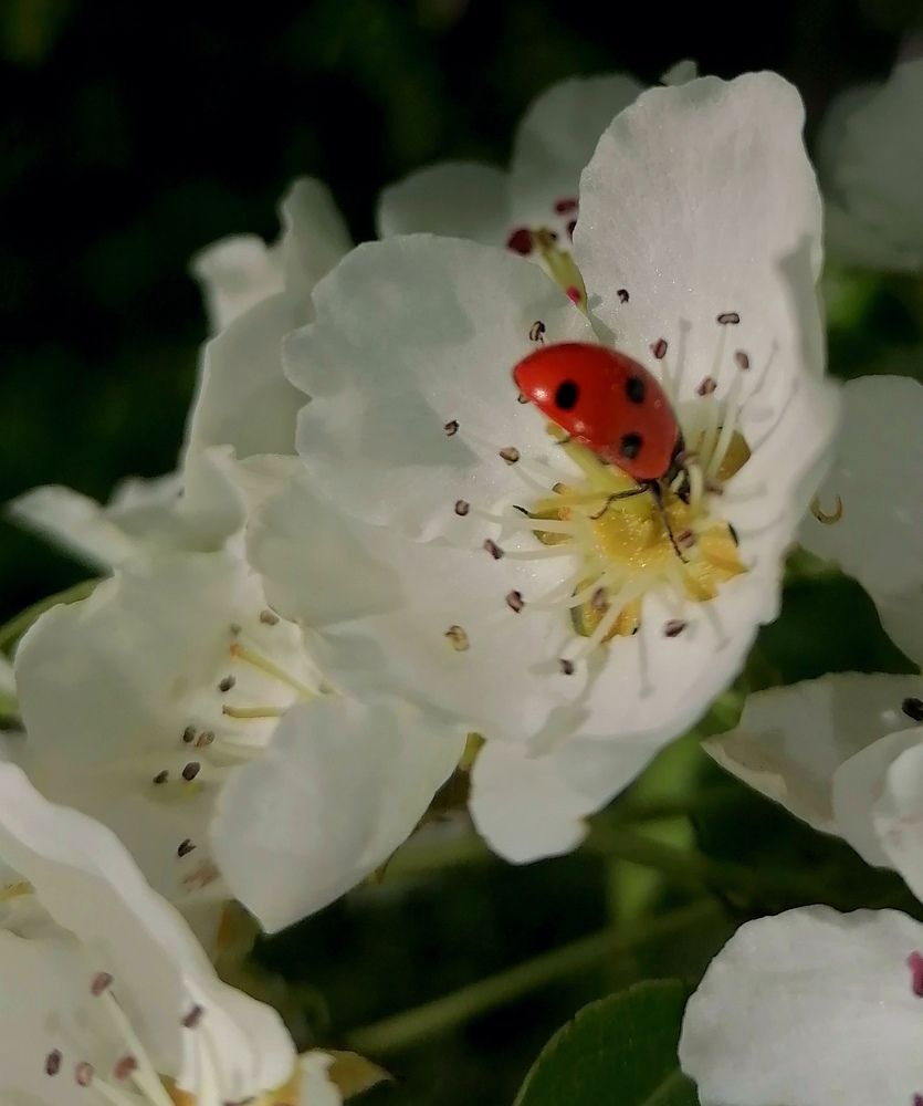 Цветение груши