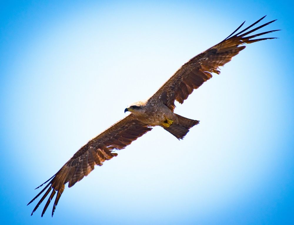 Photograph by Sudha Surendran