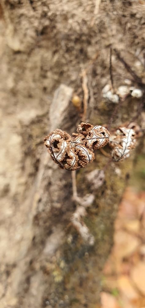 Photograph by Krishna Kunwar