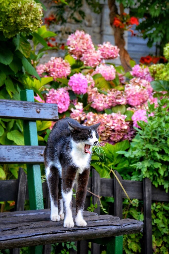 Черногорские утро