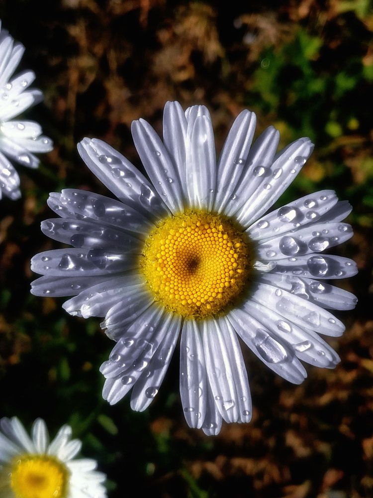 Photograph by Юлия Лушникова