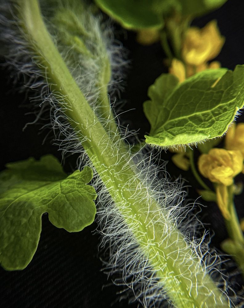 Фотография автора Рамзия Хисамутдинова