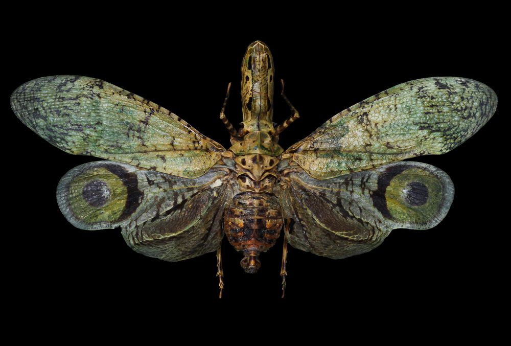 Photograph by Lucas Mastellini