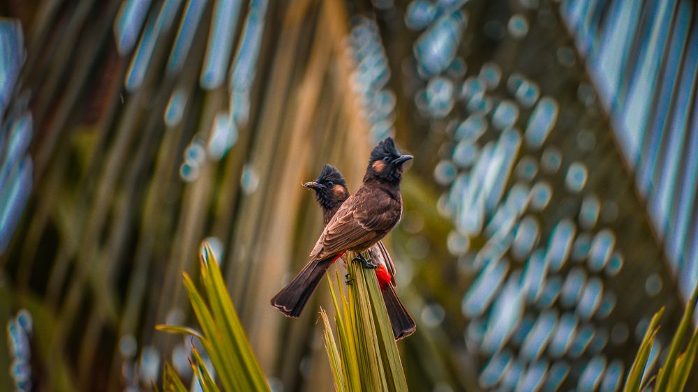 Photograph by Subhadip Kanjilal