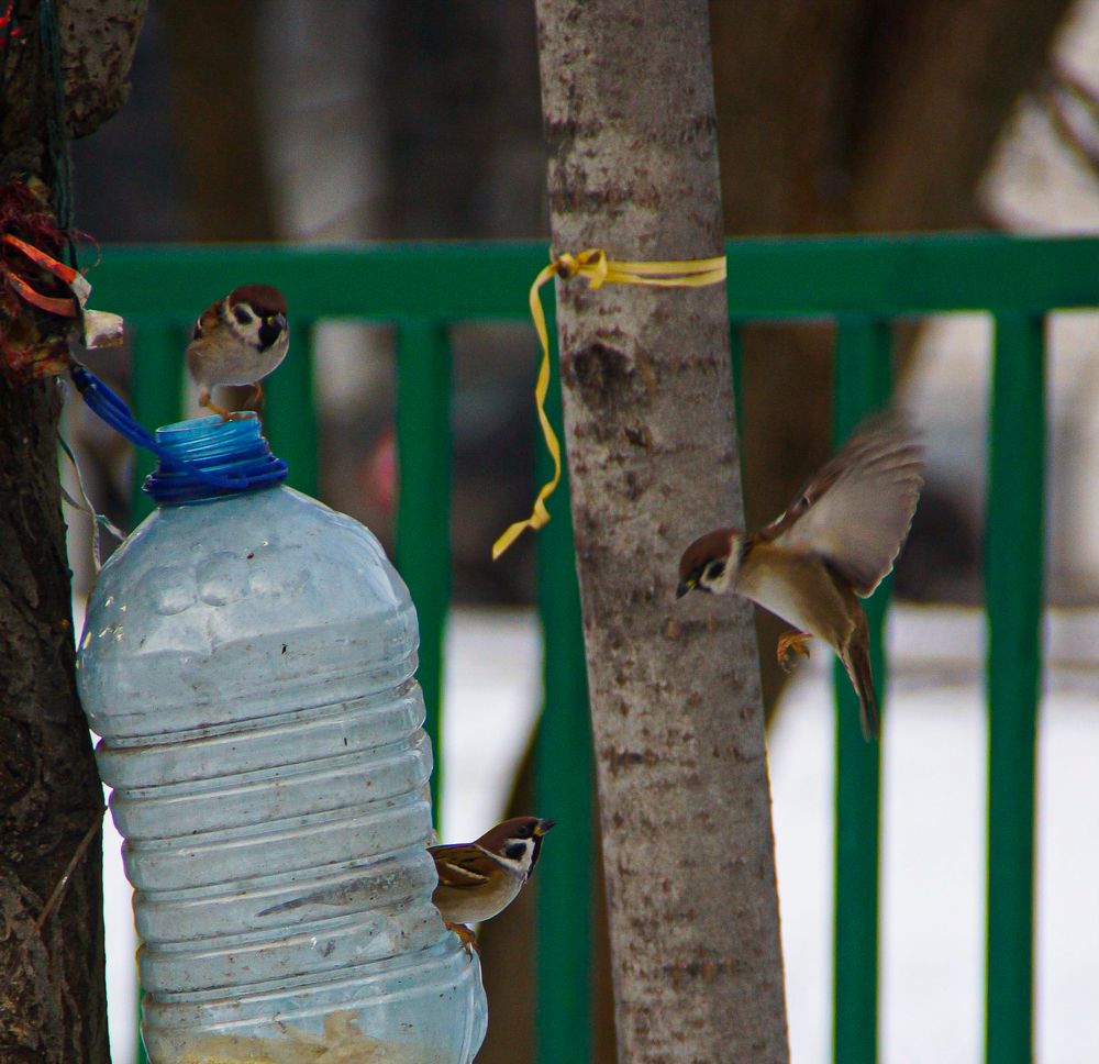 Photograph by Алексей Шевкунов