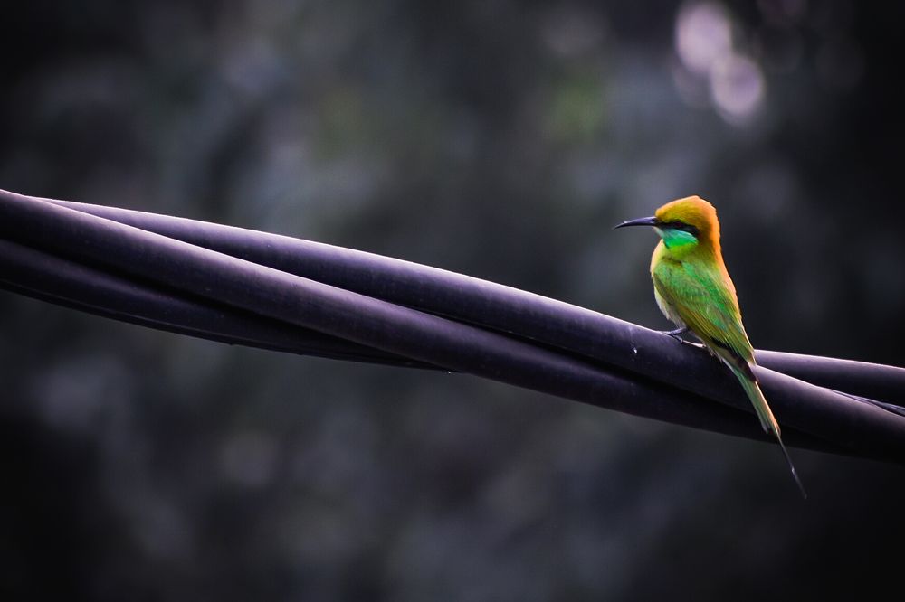Photograph by Subhadip Kanjilal