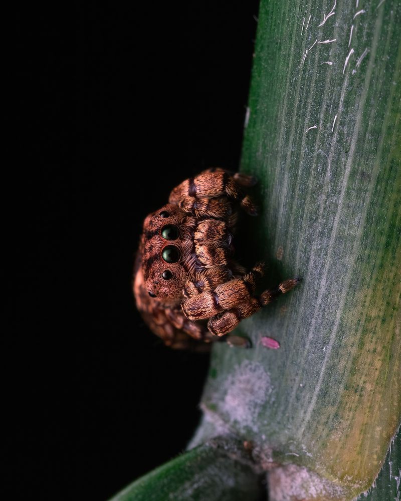 Photograph by Lucas Mastellini