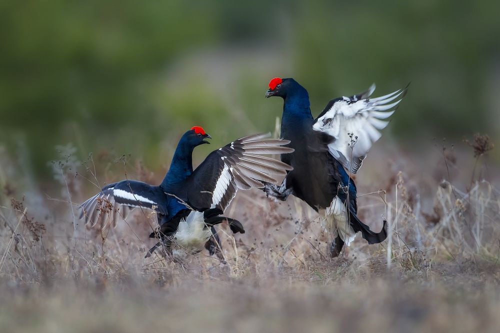 Photograph by Vyacheslav Lozhkin