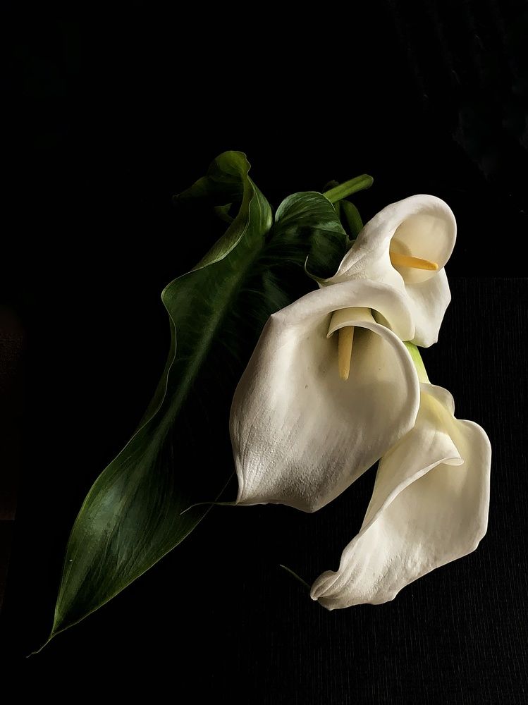 Photograph by Uliana Volegova