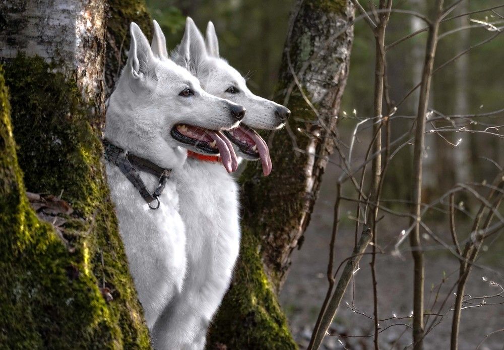 Photograph by Дина Колдомова