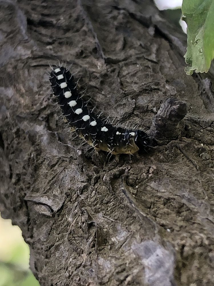 Caterpillar