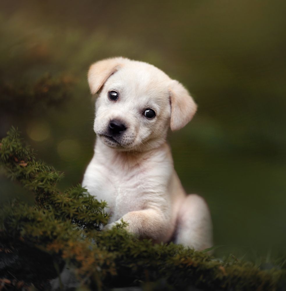 Photograph by Emanuel Manfrin