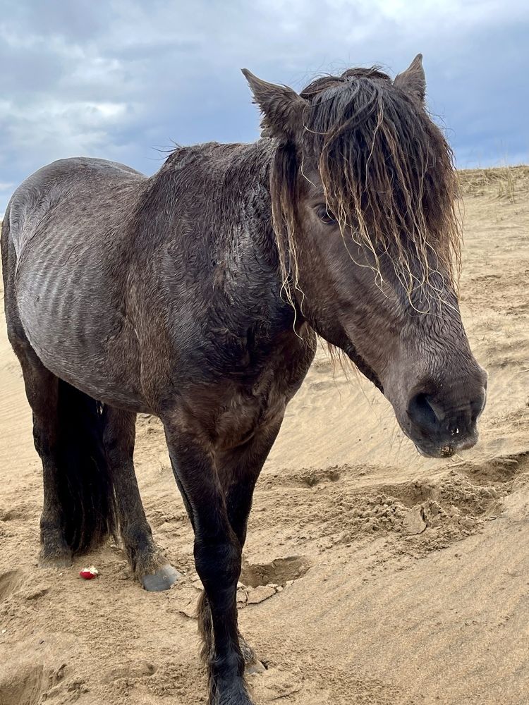 Фотография автора Юлия Шумейко