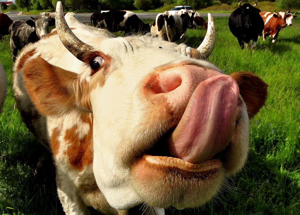 Корова облизывается