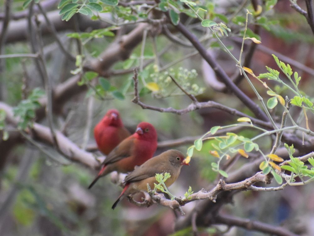 Nigerian Birds