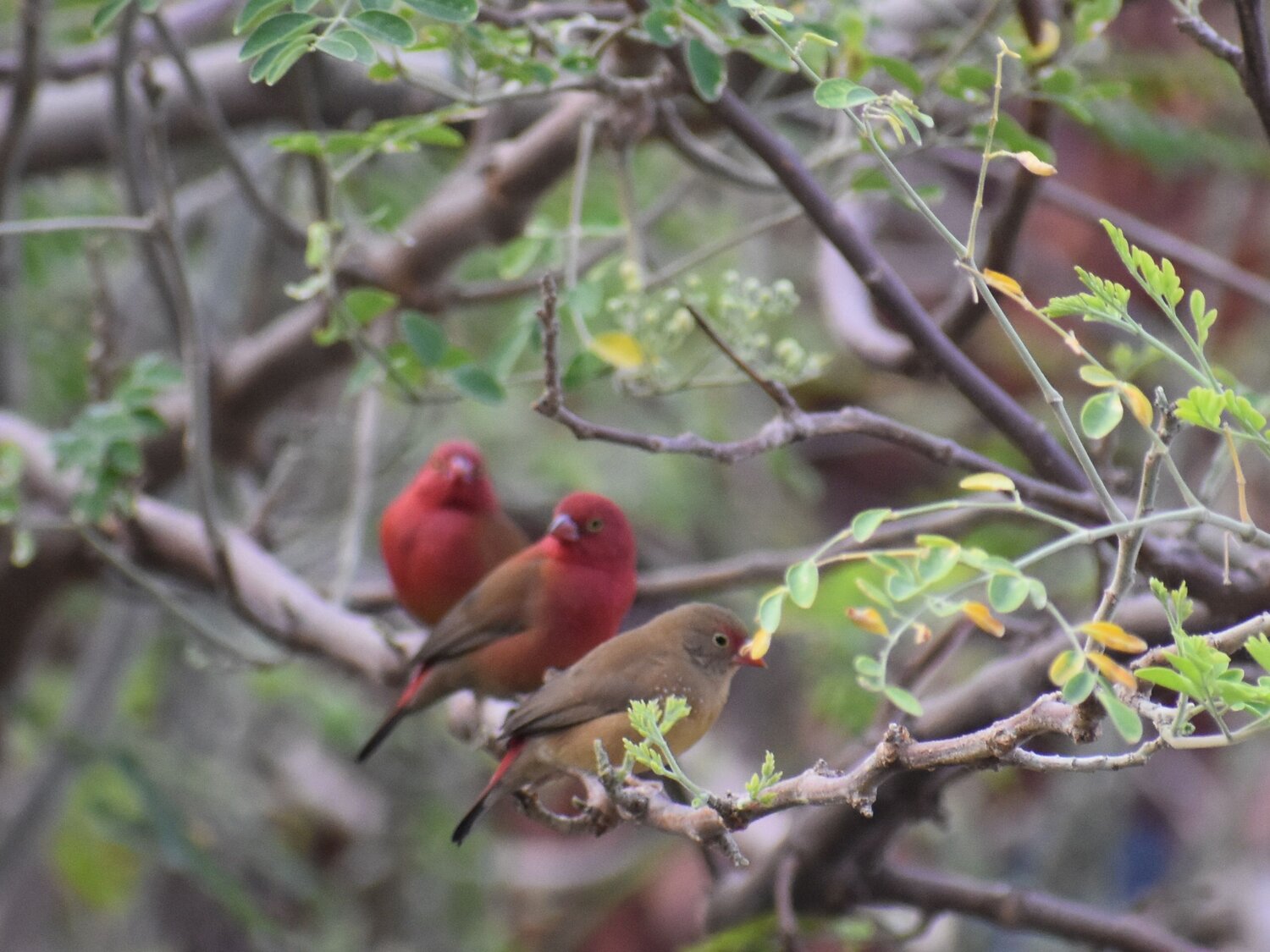Nigerian Birds