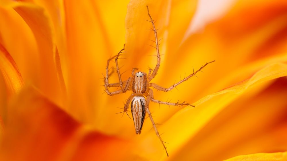 SPIDER ON PETAL
