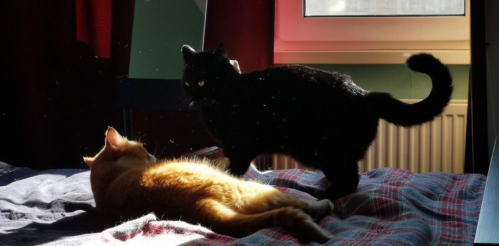 Фотография автора Maria Chernitsa