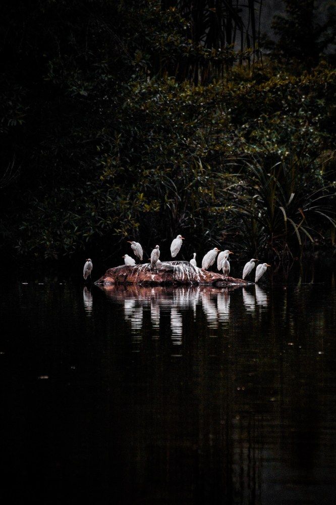 bird photo