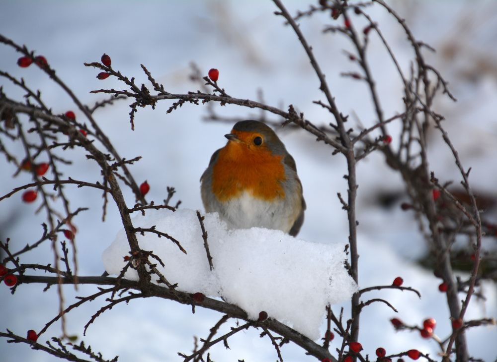 Photograph by Екатерина Крючкова