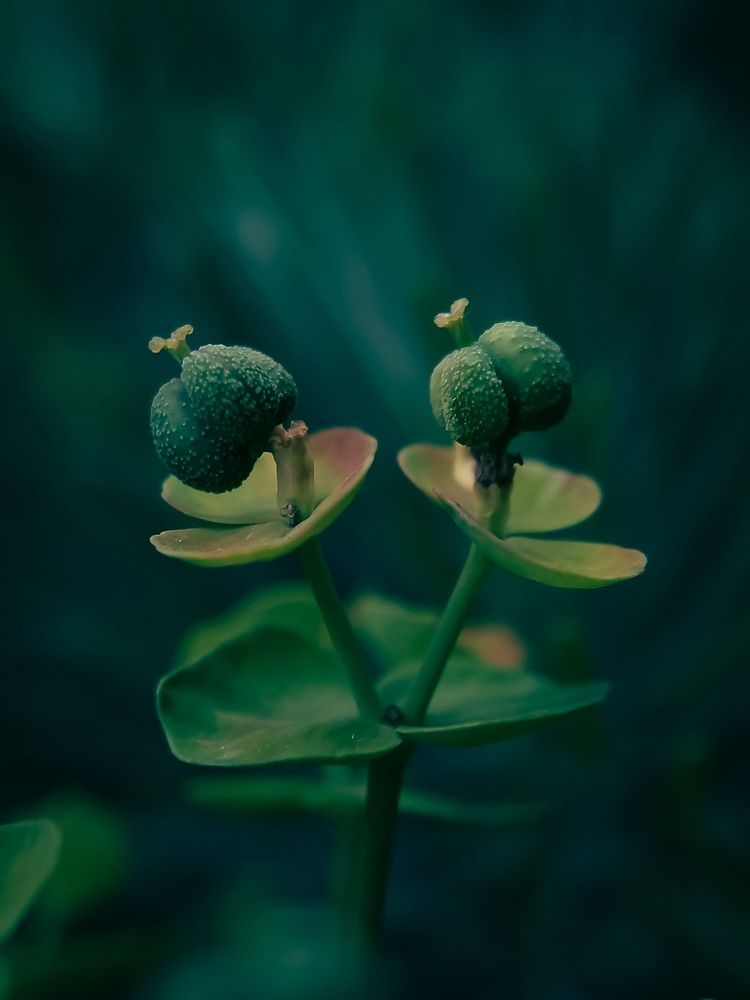 Фотография автора Наталья Алексеева