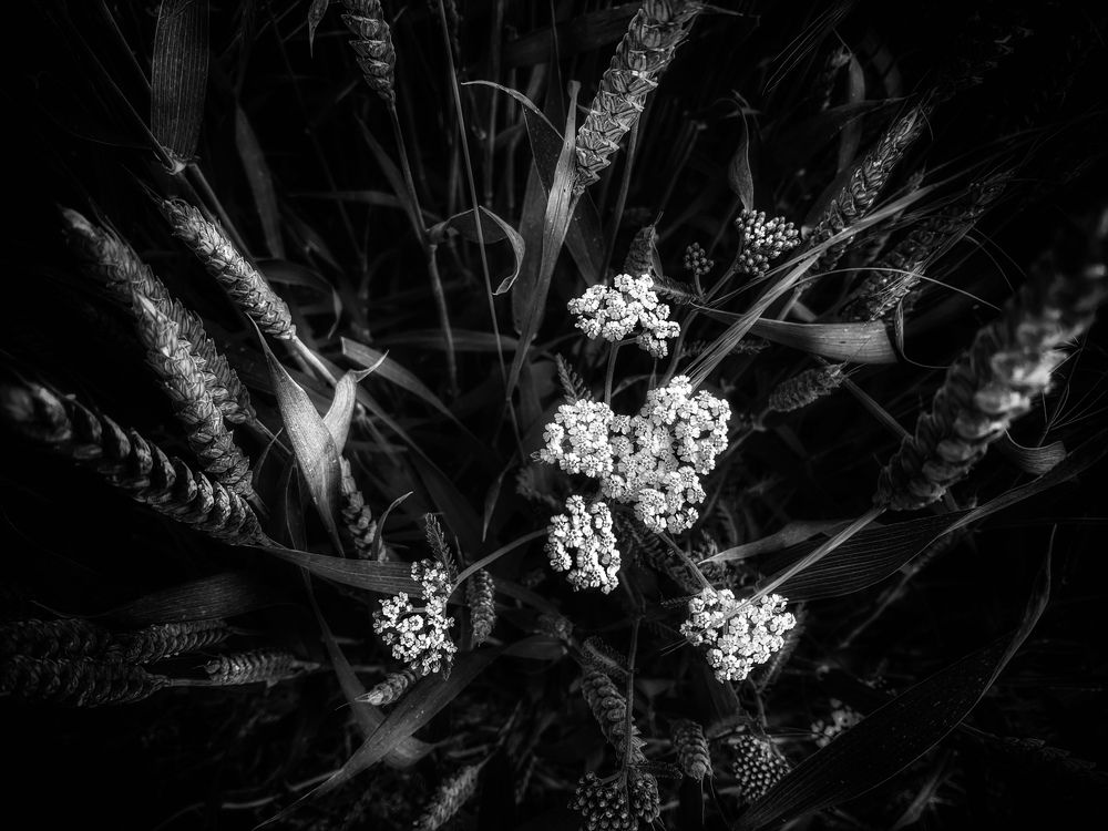 Photograph by Swetlana Lebedev