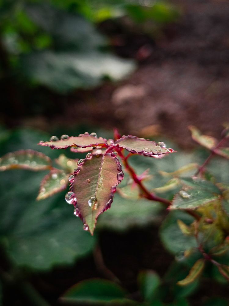 Photograph by Akash Sangamnere