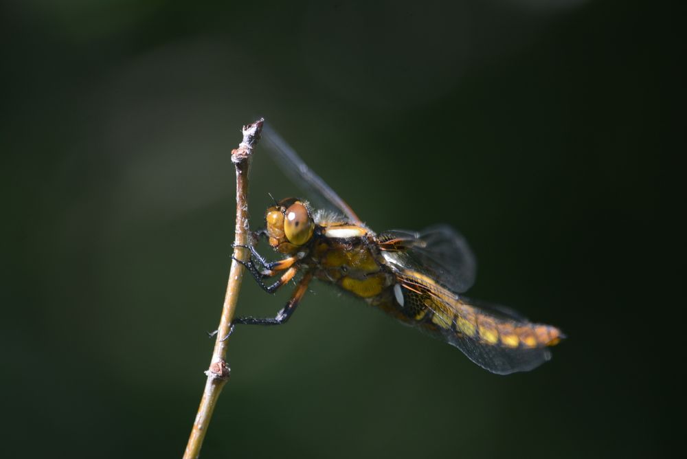 Dragonfly