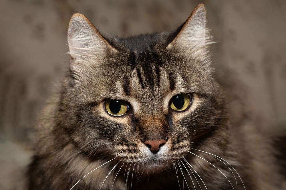 Photograph by Толмачёва Ирина