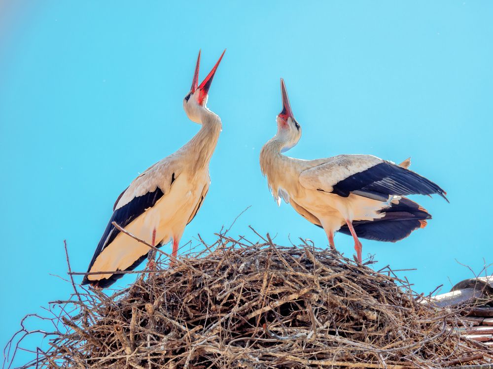 Photograph by Сергей Шишмарин