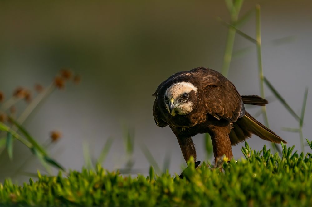 Photograph by DEEPA GIRISH