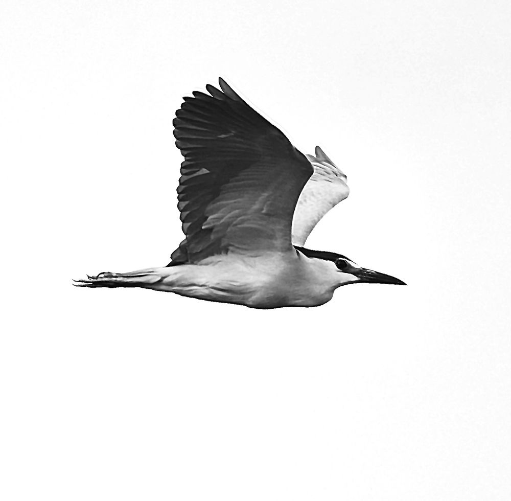 Photograph by Dr.Kaustav Bhowmik