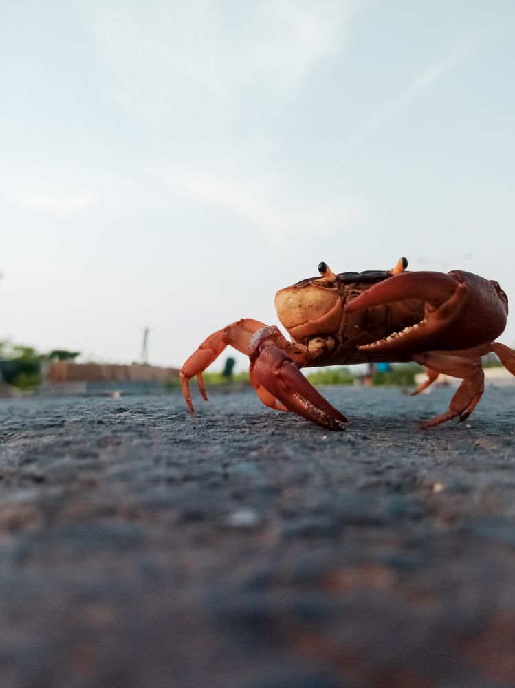 Freshwater crab