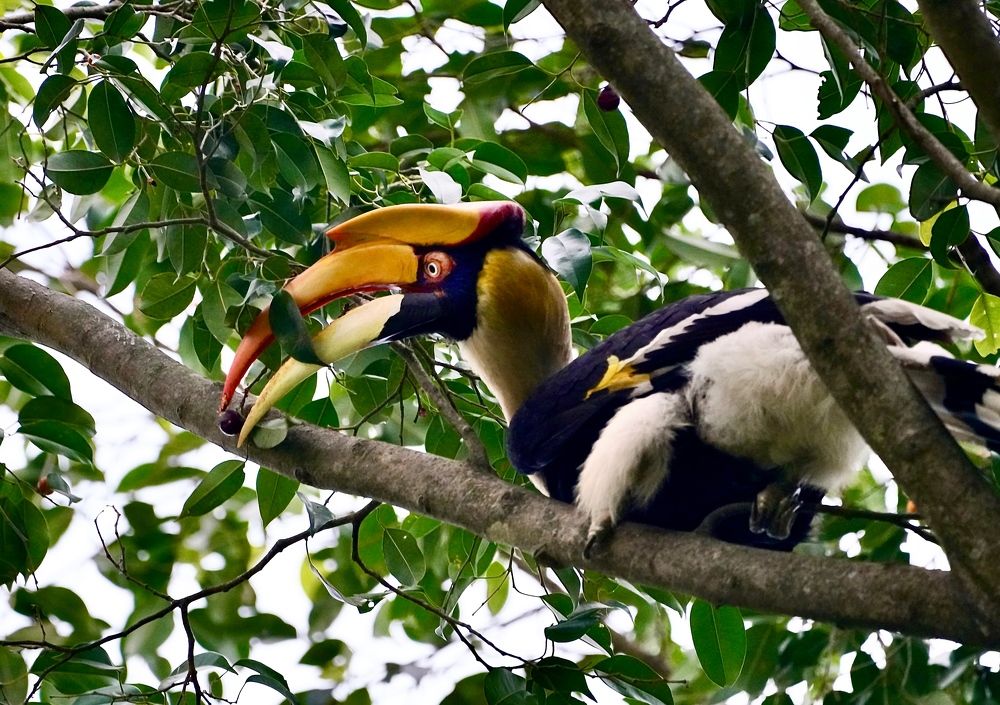 Photograph by Dr.Kaustav Bhowmik