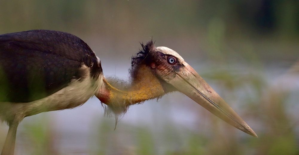 Photograph by Dr.Kaustav Bhowmik