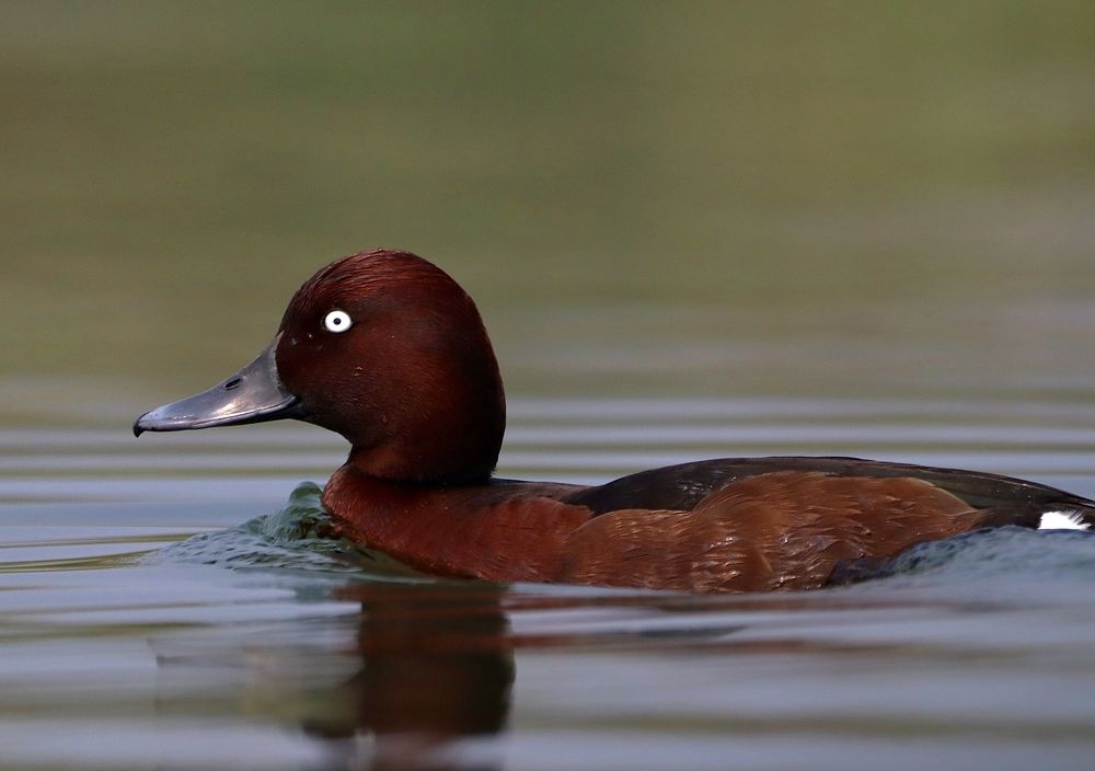 Photograph by Dr.Kaustav Bhowmik